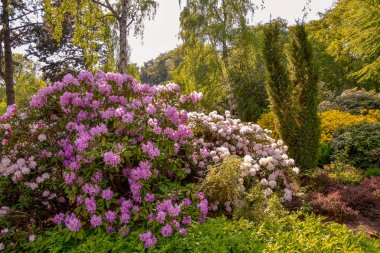 Farklı renk ve farklı çeşitleri rhododendron