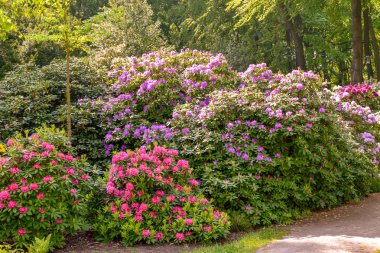 Farklı renk ve farklı çeşitleri rhododendron