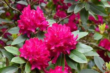 Farklı renk ve farklı çeşitleri rhododendron