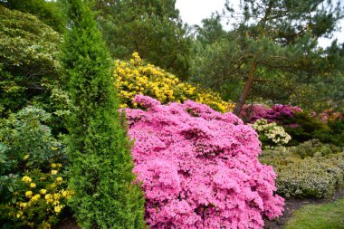 Farklı renk ve farklı çeşitleri rhododendron