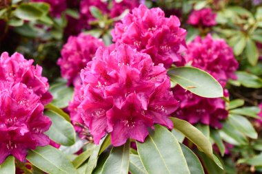 Farklı renk ve farklı çeşitleri rhododendron