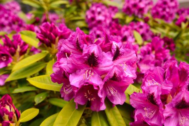 Farklı renk ve farklı çeşitleri rhododendron