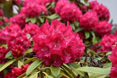 Farklı renk ve farklı çeşitleri rhododendron