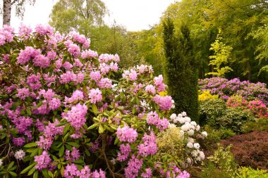 Farklı renk ve farklı çeşitleri rhododendron
