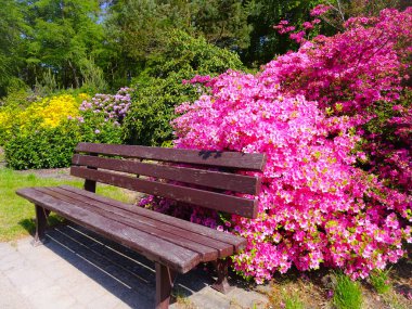 Farklı renk ve farklı çeşitleri rhododendron