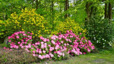 Farklı renk ve farklı çeşitleri rhododendron