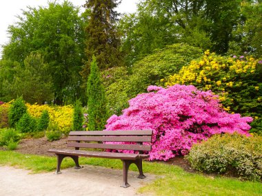 Farklı renk ve farklı çeşitleri rhododendron
