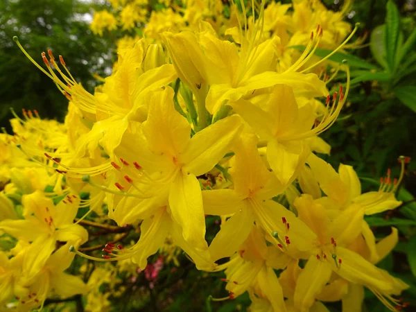 Rhododendron Cores Diferentes Variedades Diferentes — Fotografia de Stock