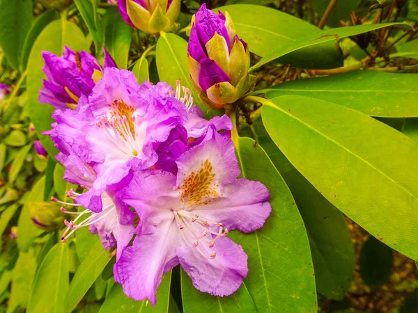 Rhododendron Różnych Kolorach Różnych Odmian — Zdjęcie stockowe