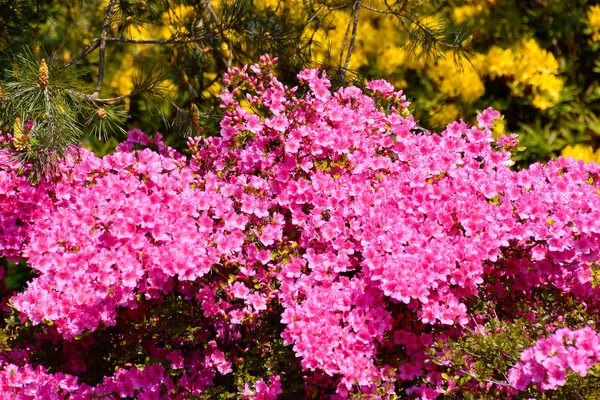 Rhododendron Cores Diferentes Variedades Diferentes — Fotografia de Stock