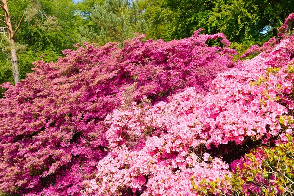 Rhododendron in different colors and different varieties