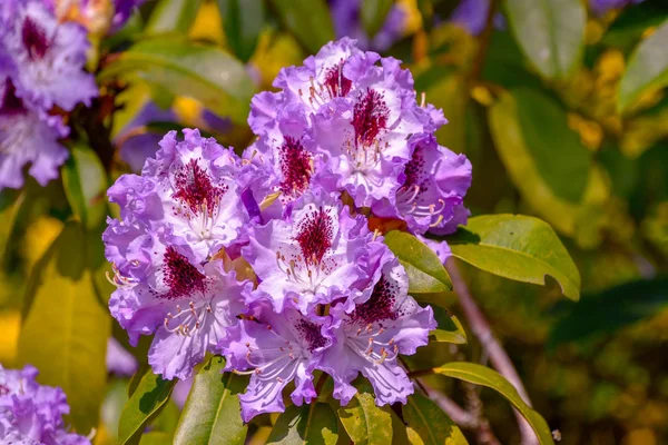 Rhododendron in different colors and different varieties