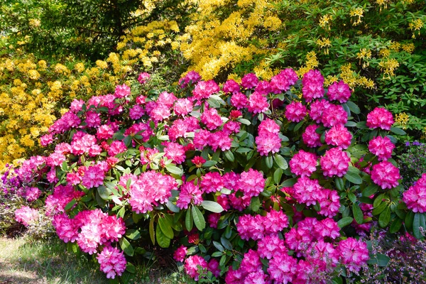 Rhododendron in different colors and different varieties