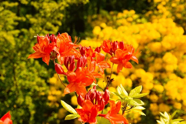 Rhododendron Różnych Kolorach Różnych Odmian — Zdjęcie stockowe