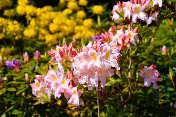 Rhododendron in different colors and different varieties