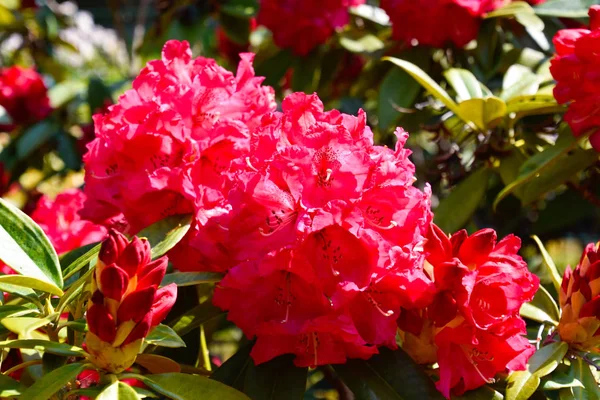 Rhododendron Különböző Színekben Különböző Fajtákból — Stock Fotó