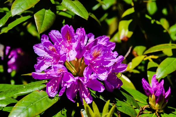 Rhododendron in different colors and different varieties