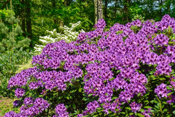 Rhododendron in different colors and different varieties