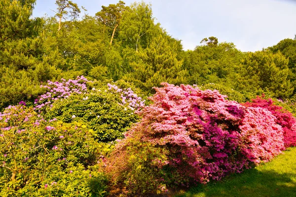 Rhododendron in different colors and different varieties