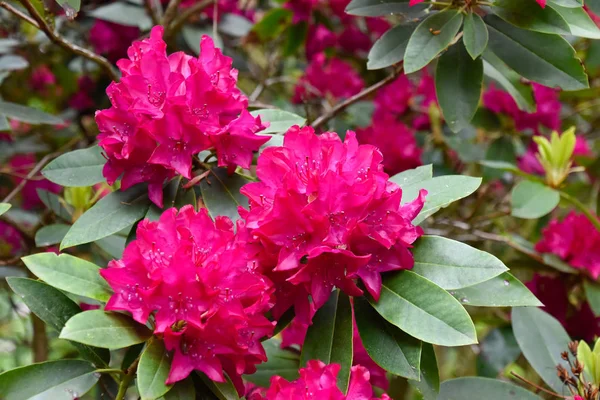 Rhododendron Różnych Kolorach Różnych Odmian — Zdjęcie stockowe