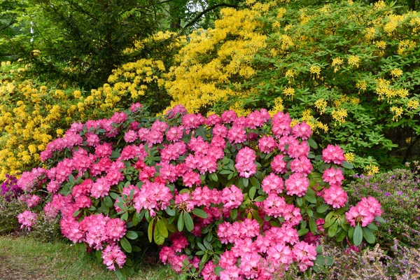 Rhododendron in different colors and different varieties