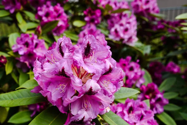 Rhododendron Cores Diferentes Variedades Diferentes — Fotografia de Stock