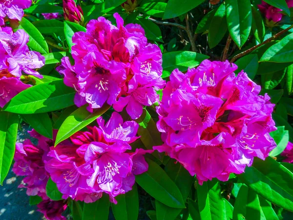 Rhododendron in different colors and different varieties