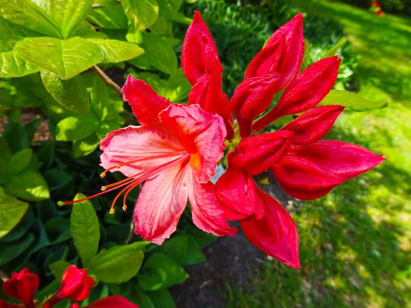 Rhododendron in different colors and different varieties