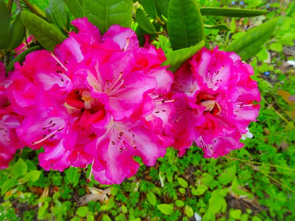 Rhododendron Different Colors Different Varieties — Stock Photo, Image