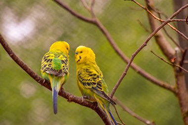Farklı renklerde güzel muhabbet kuşu