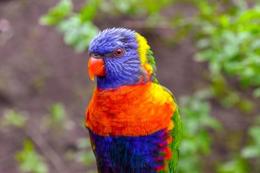 Vahşi doğada güzel teoriler