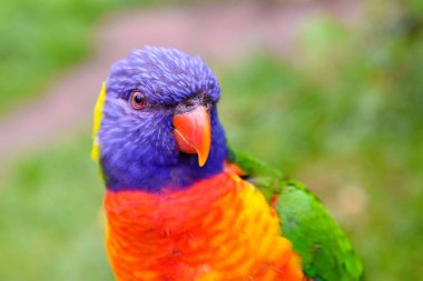 Vahşi doğada güzel teoriler