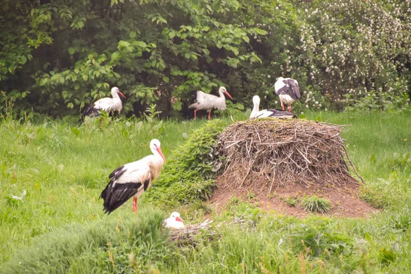 Storch Auf Der Wiese Und Nest — Stockfoto