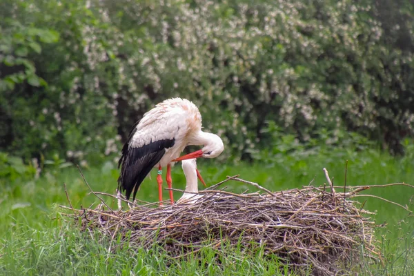 Storch Auf Der Wiese Und Nest — Stockfoto