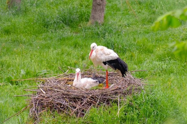 Storch Auf Der Wiese Und Nest — Stockfoto