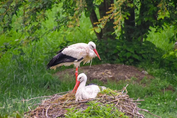 Storch Auf Der Wiese Und Nest — Stockfoto