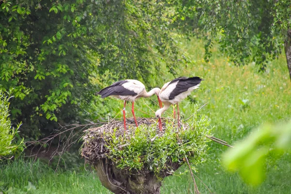 Stork Meadow Nest — Stock Photo, Image