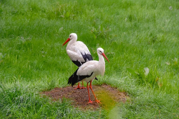 Storch Auf Der Wiese Und Nest — Stockfoto