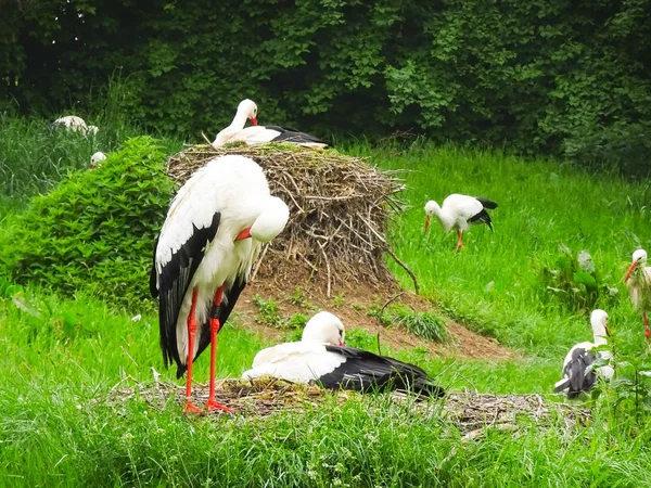 Storch Auf Der Wiese Und Nest — Stockfoto
