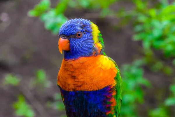 Belle Storie Natura — Foto Stock