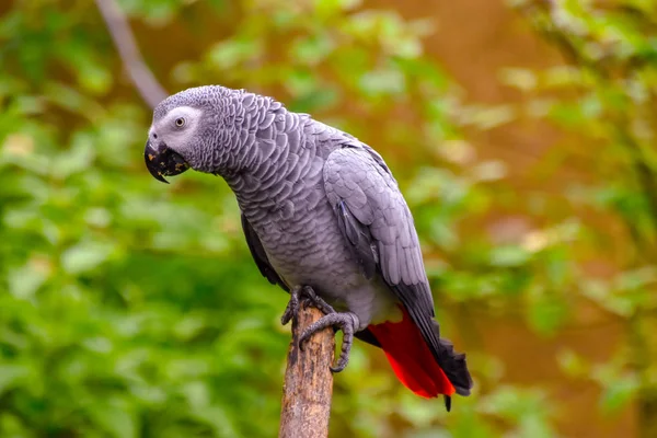 Beau Perroquet Gris Dans Nature — Photo