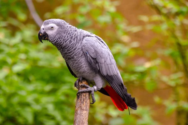 Beau Perroquet Gris Dans Nature — Photo