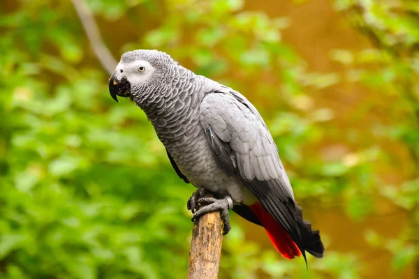 Beautiful gray parrot in the wild