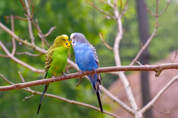 Farklı renklerde güzel muhabbet kuşu