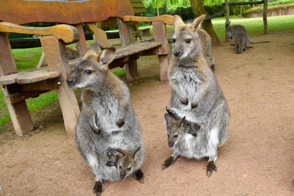 Kangourous Avec Bébé Dans Sac — Photo