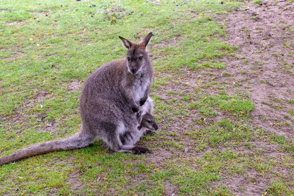 Kangourous Avec Bébé Dans Sac — Photo