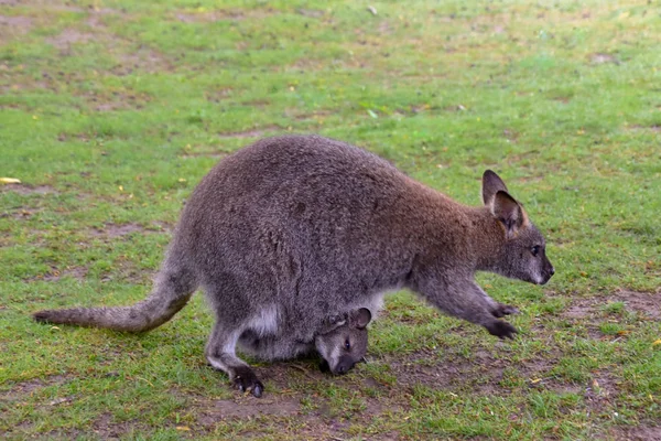 Känguruer Med Baby Påsen — Stockfoto