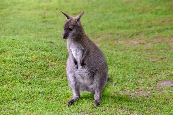 Kangourous Avec Bébé Dans Sac — Photo