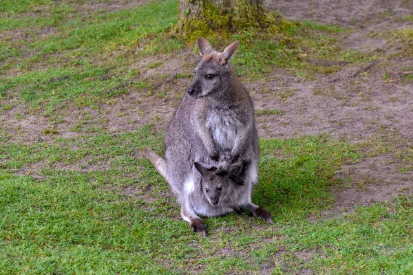 Çantada Bebek Ile Kangurular — Stok fotoğraf