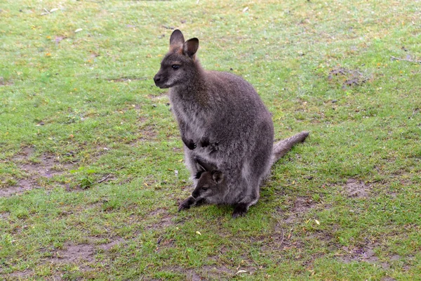 Kangourous Avec Bébé Dans Sac — Photo